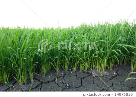 Seedlings of rice. Seedlings of rice. 14975836