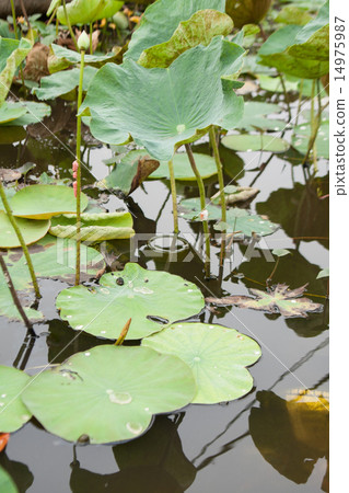 Lotus leaf. Lotus leaf. 14975987