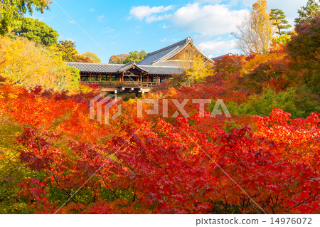 Tofukuji寺廟橋樑秋葉 Tofukuji寺廟橋樑秋葉 14976072