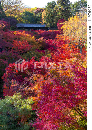 Autumn leaves of Tofukuji 14976073
