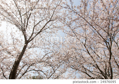Cherry-blossom color Cherry-blossom color 14976095