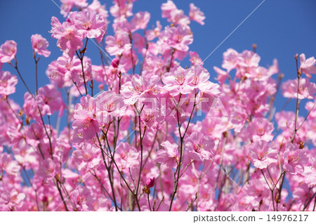 Akashiyoshio 14976217