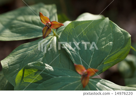 恩里克湯 14976220