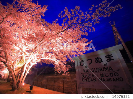 櫻花在Katsunuma葡萄園站點亮 櫻花在Katsunuma葡萄園站點亮 14976321