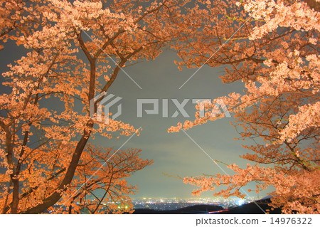 Katsunuma和櫻花夜視圖在晚上 14976322