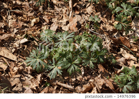 Torikabuto年輕葉子 14976396