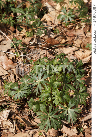 Torikabuto年輕葉子 14976397