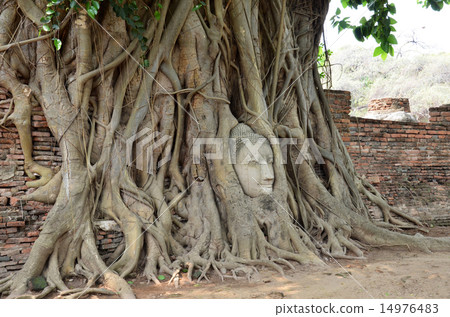 The head of the sandstone buddha image in Ayudhya 14976483