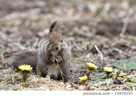 春天Ezolith 14976595