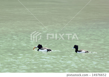 Kinkrochasshuro 14976652