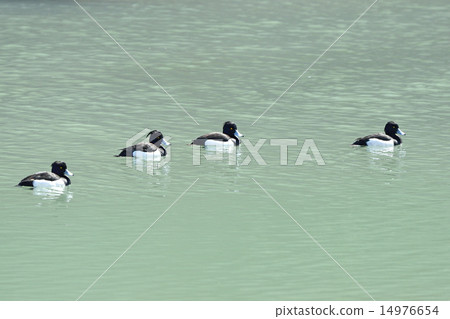 Kinkrochasshuro 14976654