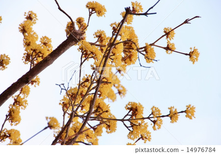 Flower of Sanshuu blooming in early spring 14976784