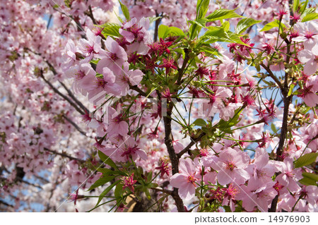 櫻桃樹 14976903