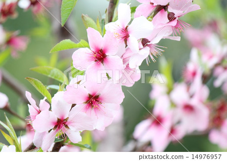 杏仁花 杏仁花 14976957