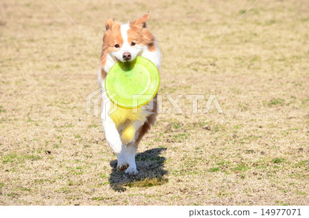 I got it♪ I got it♪ 14977071