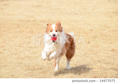 I got it♪ 14977075