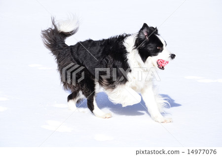 I got it♪ 14977076