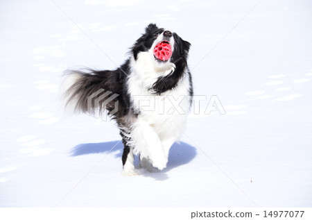 玩的開心〜♪ 玩的開心〜♪ 14977077