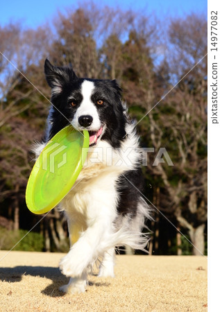 葉李〜♪ 14977082