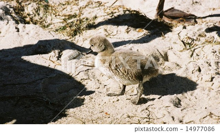 A chick of a black bird, together with the shadow of a parent bird A chick of a black bird, together with the shadow of a parent bird 14977086