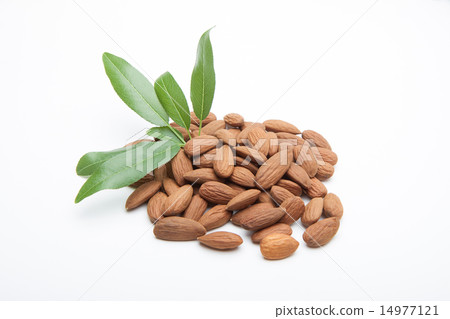 杏仁 14977121