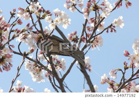 Spring scene 14977192