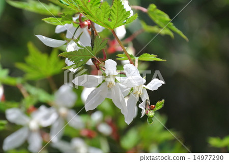 Momijiji strawberry Momijiji strawberry 14977290