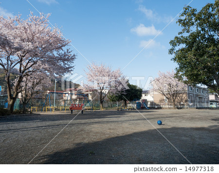 櫻花公園 14977318