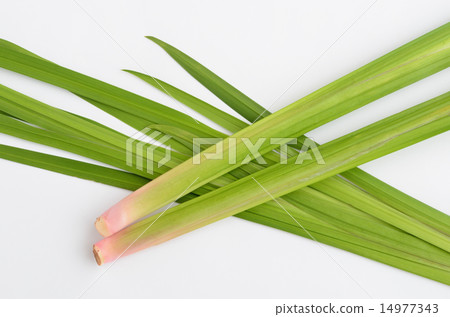 Leaves of the shob for iris water Leaves of the shob for iris water 14977343