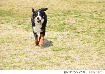 I brought it~♪ 14977475