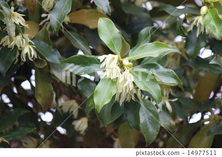 四季見花 四季見花 14977511