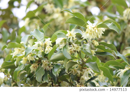 Shikimi flower 14977513