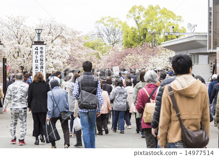 櫻花穿過大阪薄荷 14977514