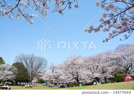 Kwangseon公園的櫻花 14977649