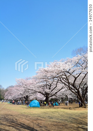 Kwangseon公園的櫻花 14977650