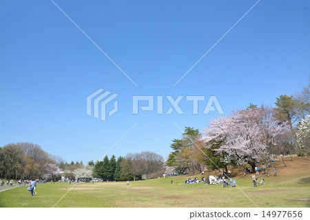 Cherry blossoms at Kwangseon Park 14977656