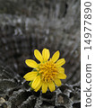 Yellow flower 14977890