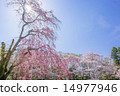 櫻花盛開，春假 14977946
