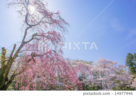 櫻花盛開,春假 櫻花盛開,春假 14977946