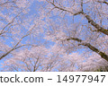 櫻花盛開，春假 14977947