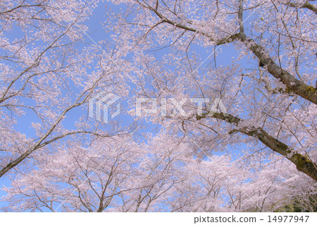 櫻花盛開,春假 櫻花盛開,春假 14977947