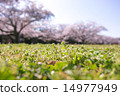 櫻花盛開，春假 14977949