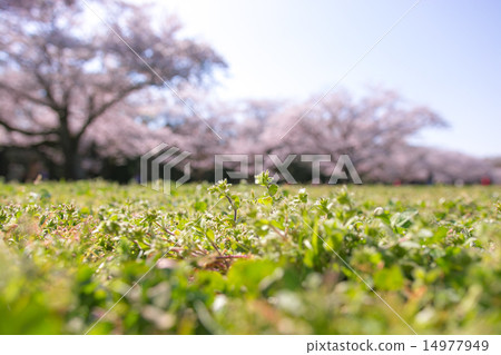 櫻花盛開,春假 櫻花盛開,春假 14977949