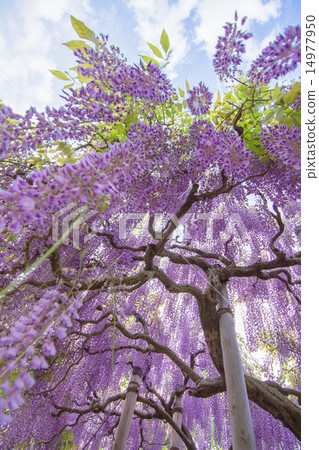 Wisteria trellis in full bloom 14977950