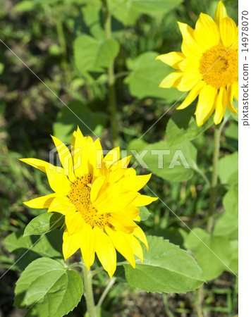Sunflower sunflower 14978070