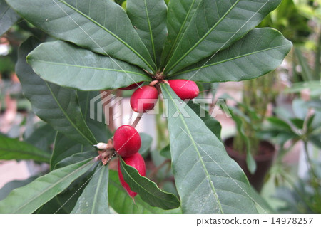 奇蹟果實 奇蹟果實 14978257