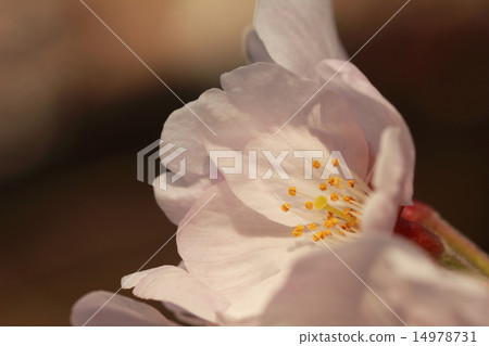 Pink flowers basking in the morning sun (cherry blossoms: Yoshino cherry tree) Pink flowers basking in the morning sun (cherry blossoms: Yoshino cherry tree) 14978731