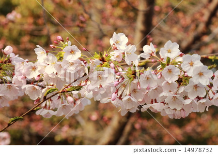 A pink flower that came up in the morning sun and came up alive (Sakura: Yoshino cherry tree) A pink flower that came up in the morning sun and came up alive (Sakura: Yoshino cherry tree) 14978732
