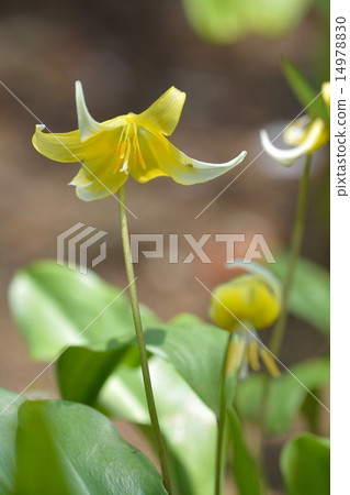 Yellow flowers 14978830