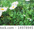 Lawn flowers 14978945
